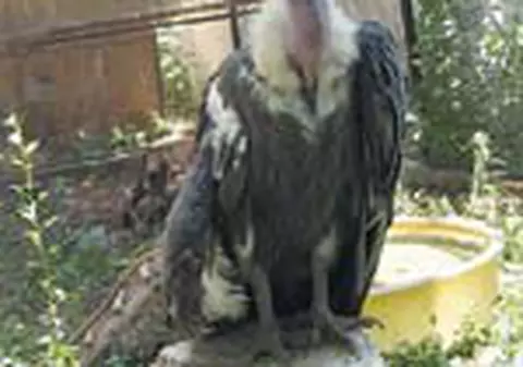 Va avea sau nu Capitala un Parc Zoo?