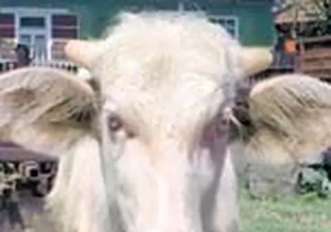 Bambi, bivolul alb cu un fratior negru