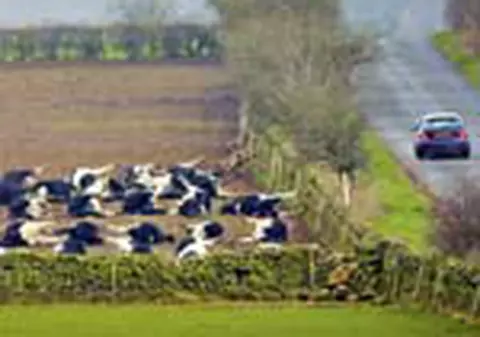 Boala vacii nebune ameninta din nou  