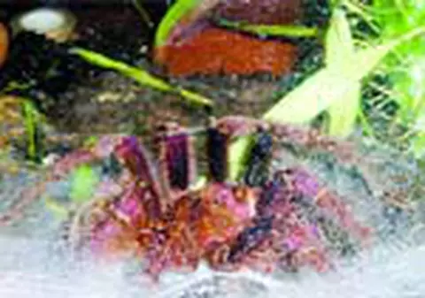 Tarantula 'retinuta' de politie   