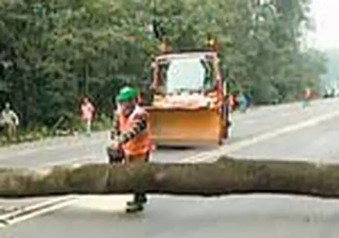 Padurea de la Romanesti, toaletata de-a lungul DN1