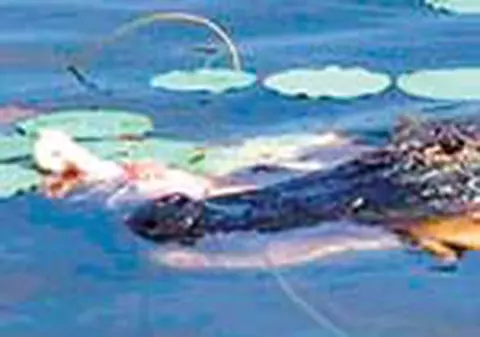 Un aligator a smuls bratul unui american 