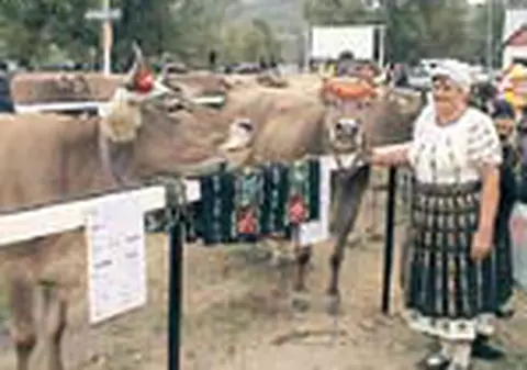 Miss Vacuta, la Mehedinti