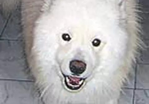 'Vreau sa-l gasesc pe Wolfy'