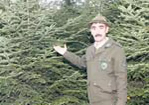 Bradul de Craciun costa 30 de lei in pepiniera