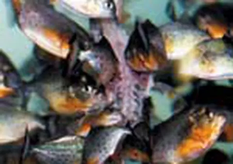 Piranha, micul monstru al apelor