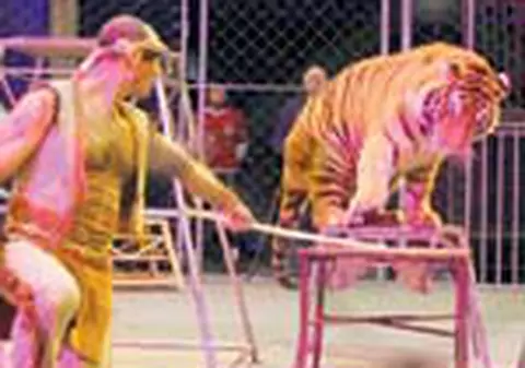 Atacat de tigri in arena!