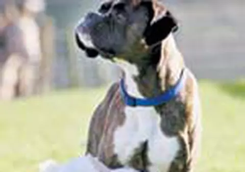 Un caine, tata adoptiv pentru o ieduta