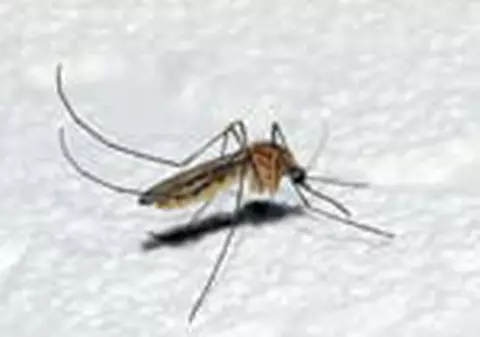 Tantarul omoara anual doua milioane de oameni