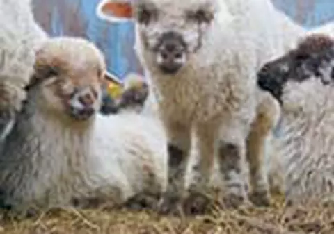 Putem sa ne taiem mieii in curte