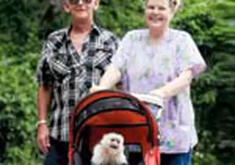 Ce maimuta rasfatata!