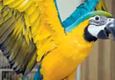 Cum de pot ele sa vorbeasca?