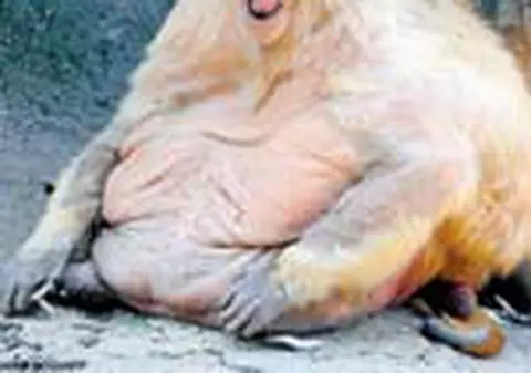Maimutele obeze, puse la dieta