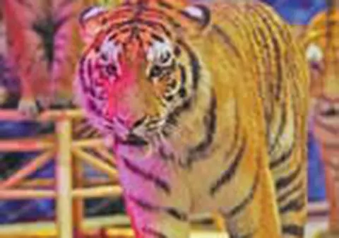 Ingrijitor zgariat de un tigru siberian la Circ