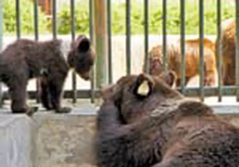 Ursii de la Zoo Brasov au primit deja primele nume