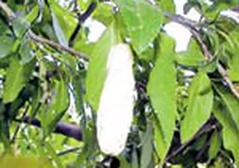 Corcodusii au facut pastai