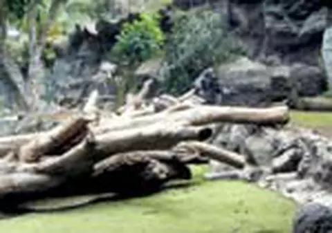 Lor le-o placea la Zoo?