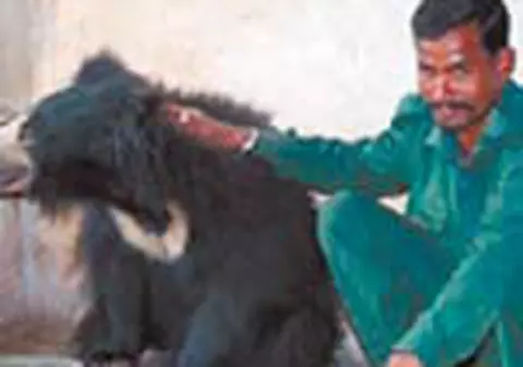 Locuia cu ursul in casa