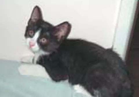Adoptati o pisicuta!