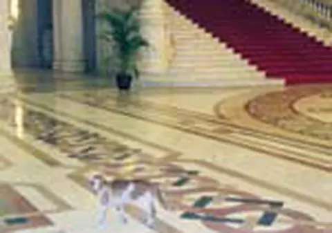 Un motan se plimba prin Parlament