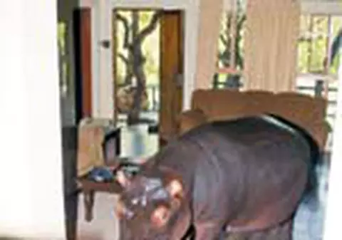 Dorm in casa cu un hipopotam