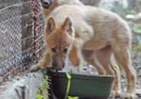 Tia si Brenda, mancacioasele de la Zoo 