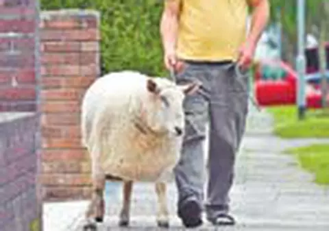 Sta in casa cu o oaie de 140 kg