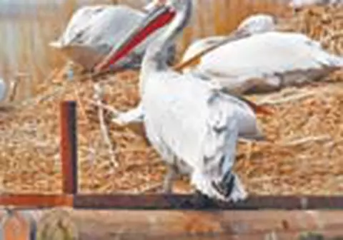 Plajele si Delta vor fi inghitite de ape!