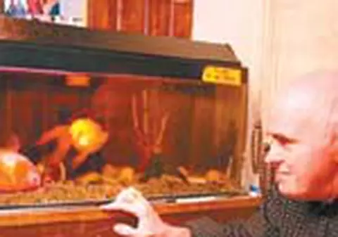 Pestisorul care inoata cu burta in sus
