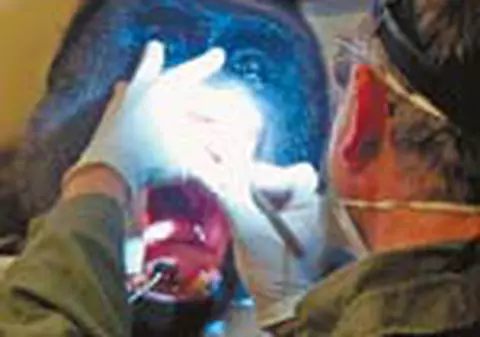 Si gorilele merg la dentist!