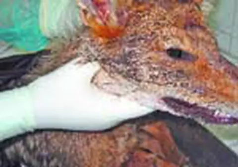 Carantina la Braila, din cauza unui sacal bolnav de rabie