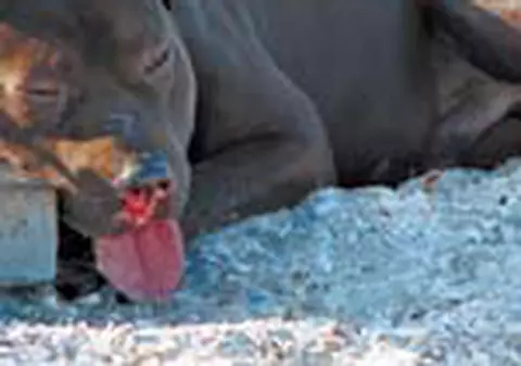 Pitbull dresat sa fie hot