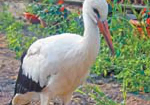 Ea nu va pleca la iarna in tarile calde