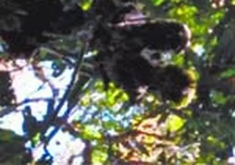 Schelet intr-un copac din jungla