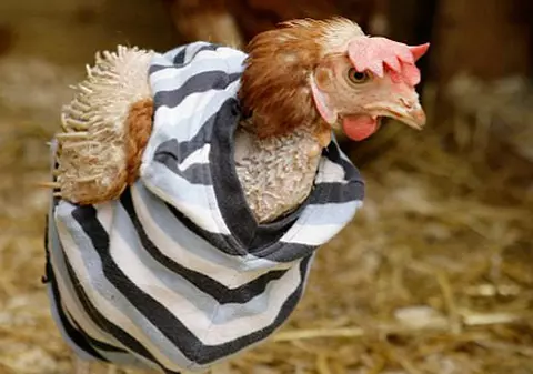 O găină fără pene, îmbrăcată să nu îngheţe de frig