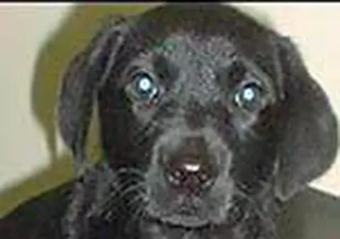 Avea in stomac 13 mingi de golf