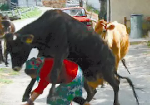 A încălecat-o vaca!