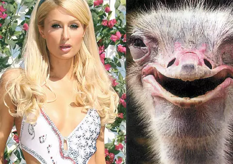 Cu ce animale seamănă vedetele