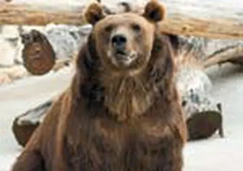 Ursoaicele vor lua anticonceptionale