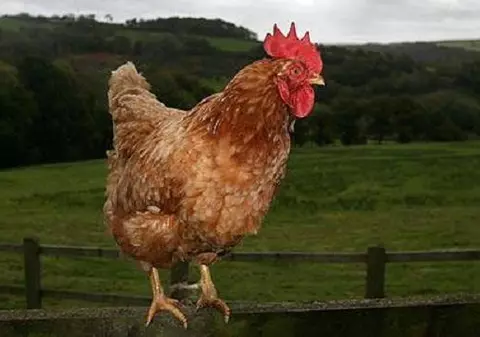 O găină britanică s-a transformat în cocoş