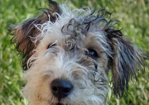 Un terrier salvează patru pisici de la moarte