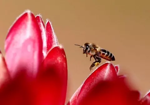 Albinele ştiu să numere până la patru!