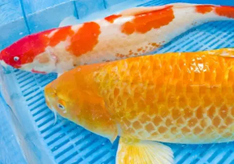 Peştişor operat de... hernie