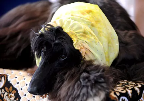 Dădeau la câini medicamentele bolnavilor de cancer