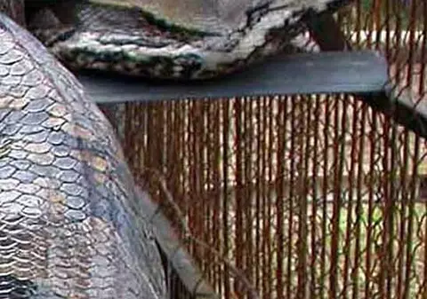 Muşcată de cap de un piton