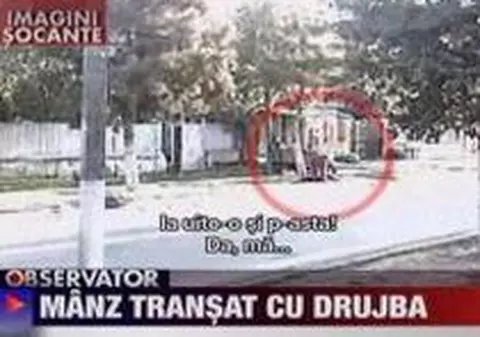 Şocant: şi-a tăiat calul cu drujba!
