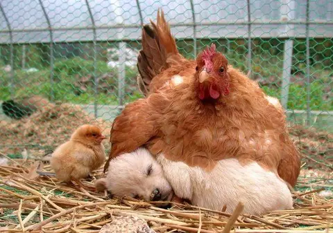 Ce cuib şmecher mi-am găsit eu!