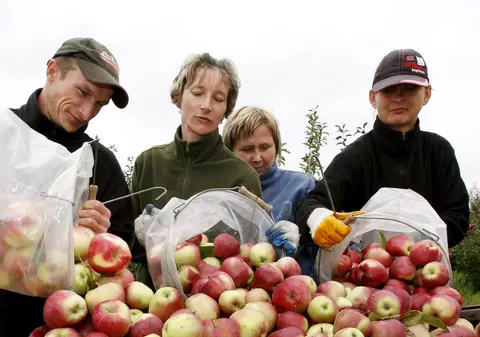 Cu cât dai mărul? 10.000 de dolari!