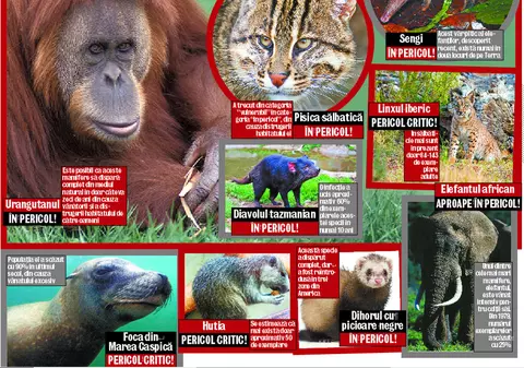 O treime din mamiferele de pe glob, pe cale de disparitie