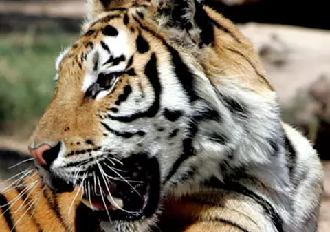 S-au trezit în casă cu un... tigru